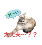 保護猫マロン好日スタンプ9（個別スタンプ：18）