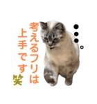 保護猫マロン好日スタンプ9（個別スタンプ：19）