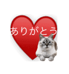 保護猫マロン好日スタンプ9（個別スタンプ：20）