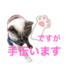 保護猫マロン好日スタンプ9（個別スタンプ：21）