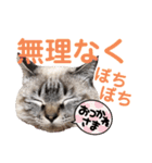 保護猫マロン好日スタンプ9（個別スタンプ：22）