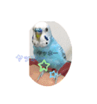 インコちゃん！（個別スタンプ：1）