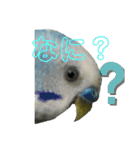 インコちゃん！（個別スタンプ：3）