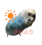 インコちゃん！（個別スタンプ：6）
