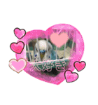 インコちゃん！（個別スタンプ：7）