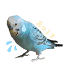 インコちゃん！（個別スタンプ：17）