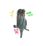 インコちゃん！（個別スタンプ：21）