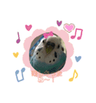 インコちゃん！（個別スタンプ：23）