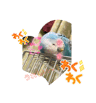 インコちゃん！（個別スタンプ：24）