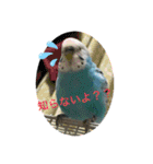 インコちゃん！（個別スタンプ：25）