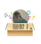 インコちゃん！（個別スタンプ：26）