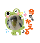 インコちゃん！（個別スタンプ：30）