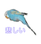 インコちゃん！（個別スタンプ：31）
