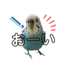 インコちゃん！（個別スタンプ：32）