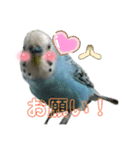 インコちゃん！（個別スタンプ：40）