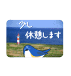 礼文島の鳥仲間（ルリビタキ）（個別スタンプ：23）