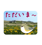 礼文島の鳥仲間（ルリビタキ）（個別スタンプ：24）