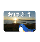 礼文島の鳥仲間（ルリビタキ）（個別スタンプ：25）