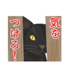 敬語と普通語の猫のスタンプ（個別スタンプ：31）