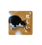 マスオと愉快な仲間達2（個別スタンプ：12）
