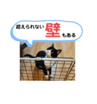 マスオと愉快な仲間達2（個別スタンプ：16）