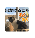 うちの子にゃん（個別スタンプ：2）