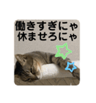 うちの子にゃん（個別スタンプ：5）