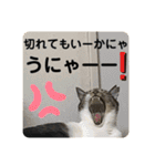 うちの子にゃん（個別スタンプ：6）