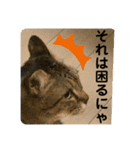 うちの子にゃん（個別スタンプ：7）