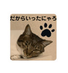 うちの子にゃん（個別スタンプ：9）