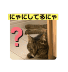 うちの子にゃん（個別スタンプ：12）