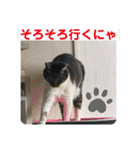 うちの子にゃん（個別スタンプ：20）