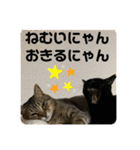 うちの子にゃん（個別スタンプ：21）