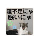 うちの子にゃん（個別スタンプ：29）