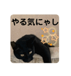 うちの子にゃん（個別スタンプ：31）