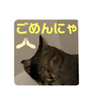 うちの子にゃん（個別スタンプ：32）