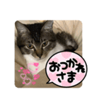 うちの子にゃん（個別スタンプ：35）