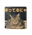 うちの子にゃん（個別スタンプ：39）