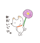 しろいぬハルちゃんスタンプ（個別スタンプ：15）
