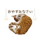 チャイくんの日常スタンプ（個別スタンプ：2）