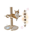チャイくんの日常スタンプ（個別スタンプ：3）