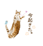 チャイくんの日常スタンプ（個別スタンプ：9）