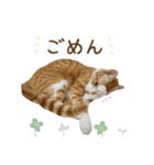 チャイくんの日常スタンプ（個別スタンプ：11）