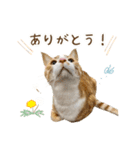 チャイくんの日常スタンプ（個別スタンプ：12）