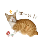 チャイくんの日常スタンプ（個別スタンプ：13）