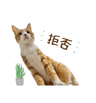 チャイくんの日常スタンプ（個別スタンプ：15）