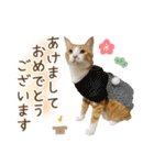 チャイくんの日常スタンプ（個別スタンプ：19）