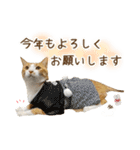 チャイくんの日常スタンプ（個別スタンプ：20）