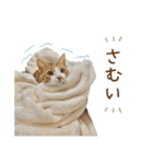 チャイくんの日常スタンプ（個別スタンプ：23）