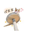 チャイくんの日常スタンプ（個別スタンプ：25）